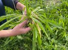 Phytopol : La Science Participative pour étudier l’impact de la pollution sur les plante