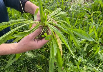 Phytopol : La Science Participative pour étudier l’impact de la pollution sur les plante